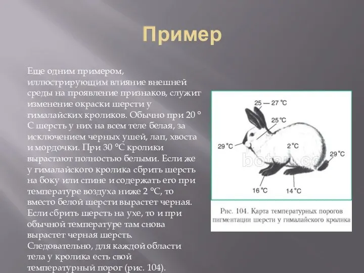 Пример Еще одним примером, иллюстрирующим влияние внешней среды на проявление