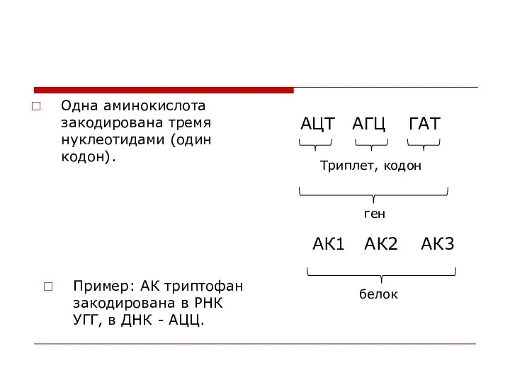 Одна аминокислота закодирована тремя нуклеотидами (один кодон). АЦТ АГЦ ГАТ