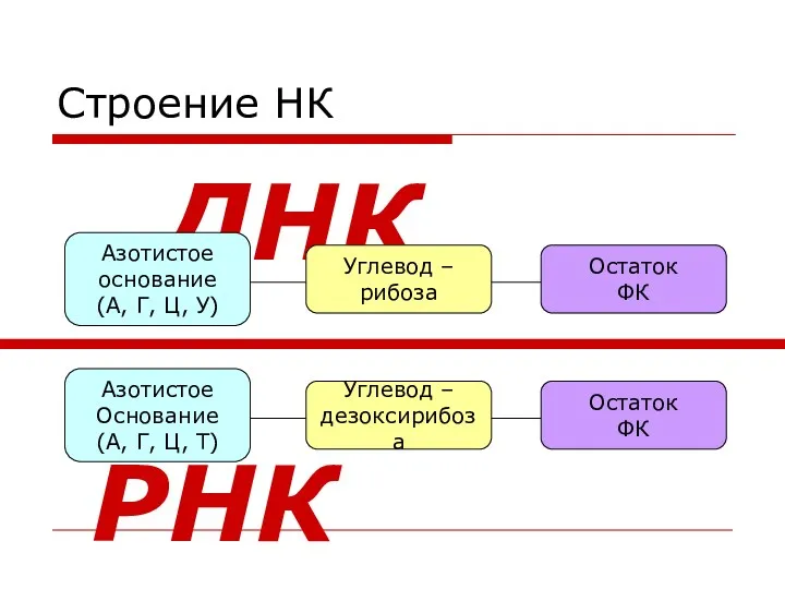 Строение НК Углевод – дезоксирибоза Азотистое Основание (А, Г, Ц,