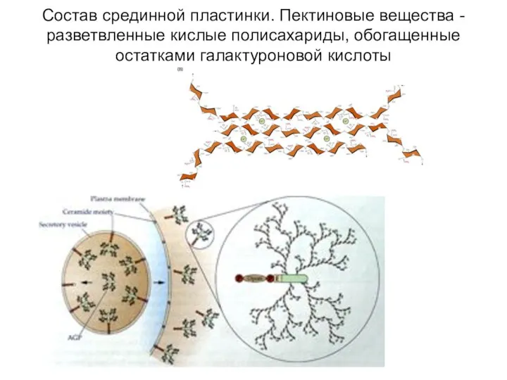 Состав срединной пластинки. Пектиновые вещества - разветвленные кислые полисахариды, обогащенные остатками галактуроновой кислоты