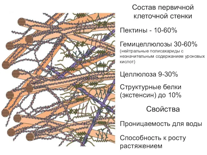 Состав первичной клеточной стенки Пектины - 10-60% Гемицеллюлозы 30-60% (нейтральные