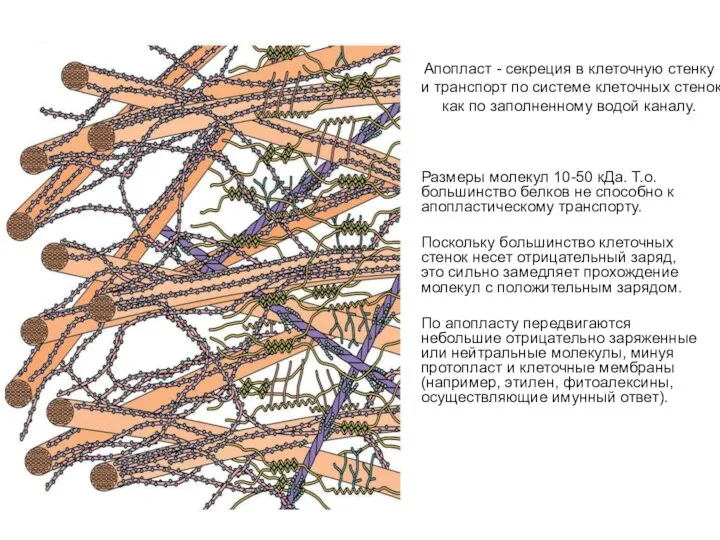 Апопласт - секреция в клеточную стенку и транспорт по системе