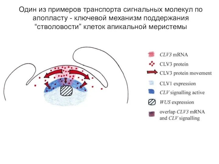 Один из примеров транспорта сигнальных молекул по апопласту - ключевой механизм поддержания “стволовости” клеток апикальной меристемы