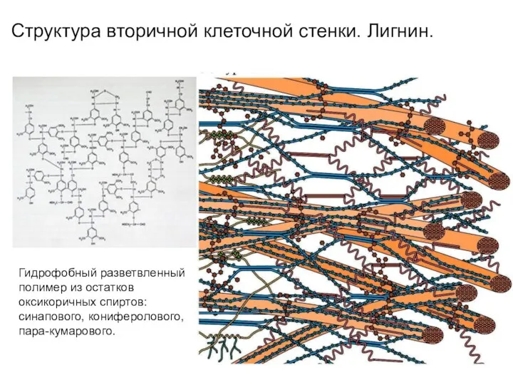 Структура вторичной клеточной стенки. Лигнин. Гидрофобный разветвленный полимер из остатков оксикоричных спиртов: синапового, кониферолового, пара-кумарового.