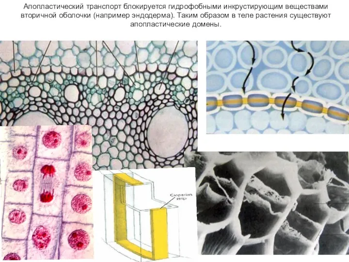 Апопластический транспорт блокируется гидрофобными инкрустирующим веществами вторичной оболочки (например эндодерма).