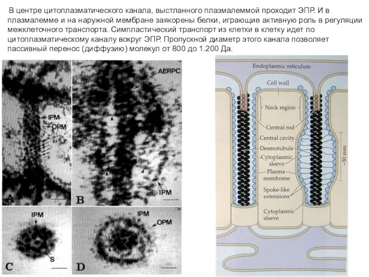 В центре цитоплазматического канала, выстланного плазмалеммой проходит ЭПР. И в
