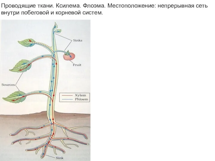 Проводящие ткани. Ксилема. Флоэма. Местоположение: непрерывная сеть внутри побеговой и корневой систем.