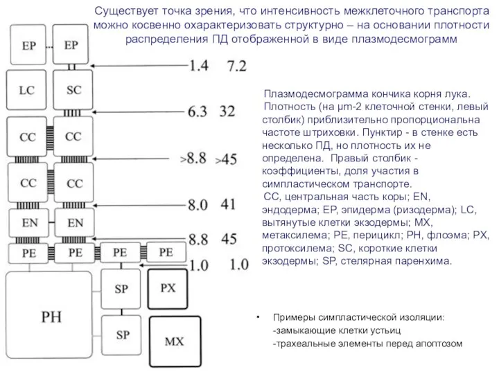 Плазмодесмограмма кончика корня лука. Плотность (на µm-2 клеточной стенки, левый