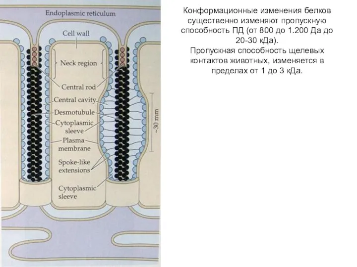 Конформационные изменения белков существенно изменяют пропускную способность ПД (от 800