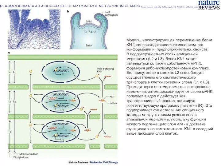 PLASMODESMATA AS A SUPRACELLULAR CONTROL NETWORK IN PLANTS Nature Reviews