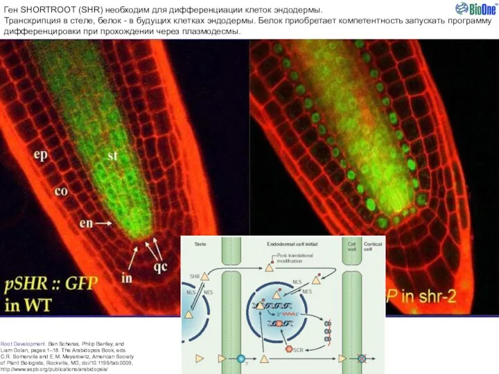 Root Development. Ben Scheres, Philip Benfey, and Liam Dolan, pages