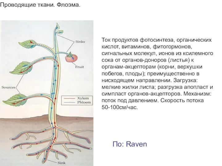 Проводящие ткани. Флоэма. Ток продуктов фотосинтеза, органических кислот, витаминов, фитогормонов,