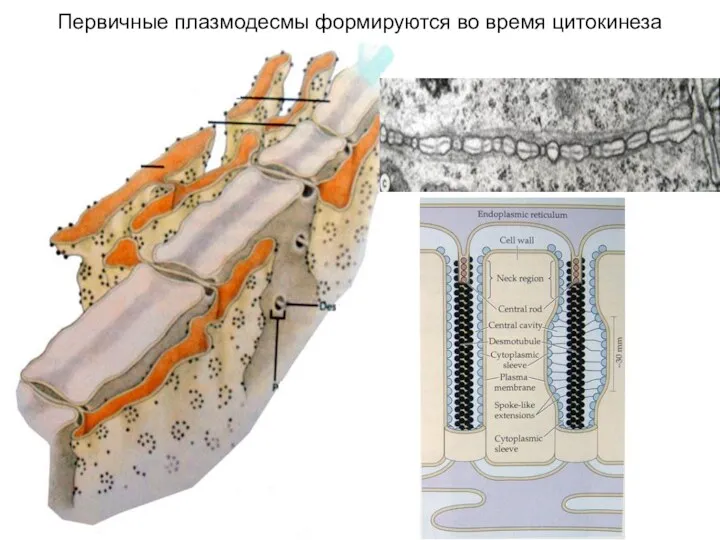 Первичные плазмодесмы формируются во время цитокинеза