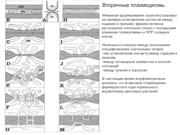 Вторичные плазмодесмы. Механизм формирования проиллюстрирован на примере установления контактов между