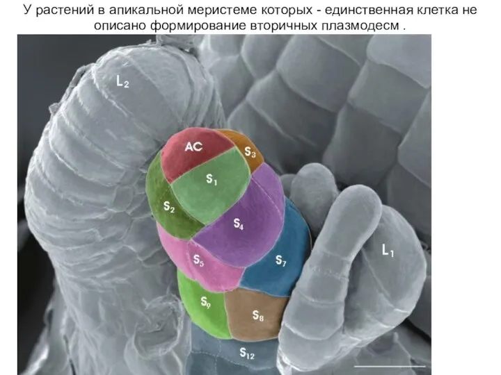 У растений в апикальной меристеме которых - единственная клетка не описано формирование вторичных плазмодесм .