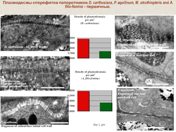 Плазмодесмы спорофитов папоротников D. carthusiana, P. aquilinum, M. struthiopteris and