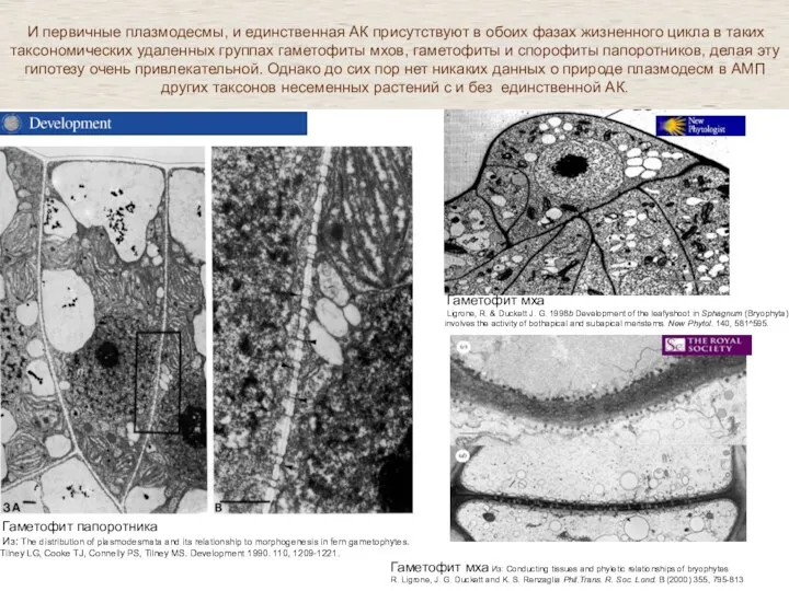 Гаметофит мха Из: Conducting tissues and phyletic relationships of bryophytes