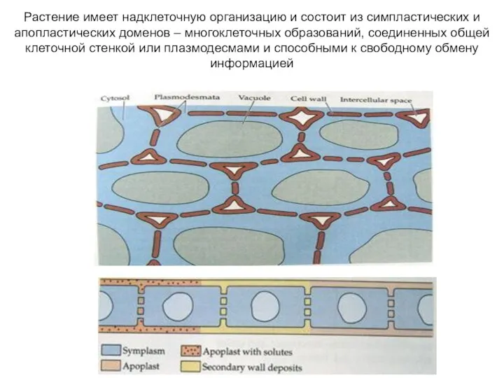 Растение имеет надклеточную организацию и состоит из симпластических и апопластических