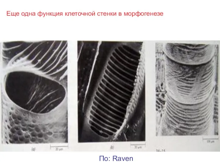 Еще одна функция клеточной стенки в морфогенезе По: Raven