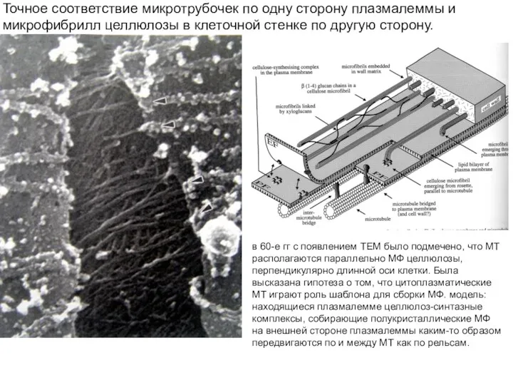 Точное соответствие микротрубочек по одну сторону плазмалеммы и микрофибрилл целлюлозы