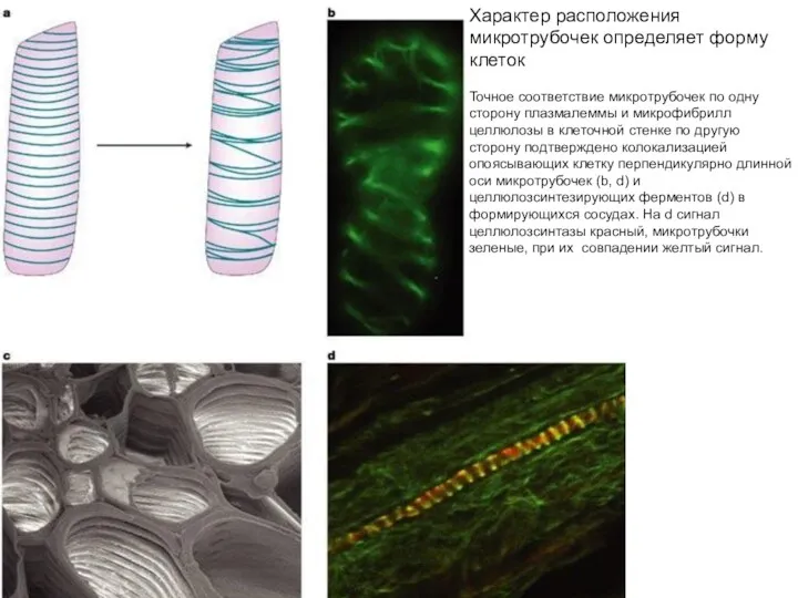 MICROTUBULES AND THE SHAPE OF PLANTS TO COME Nature Reviews