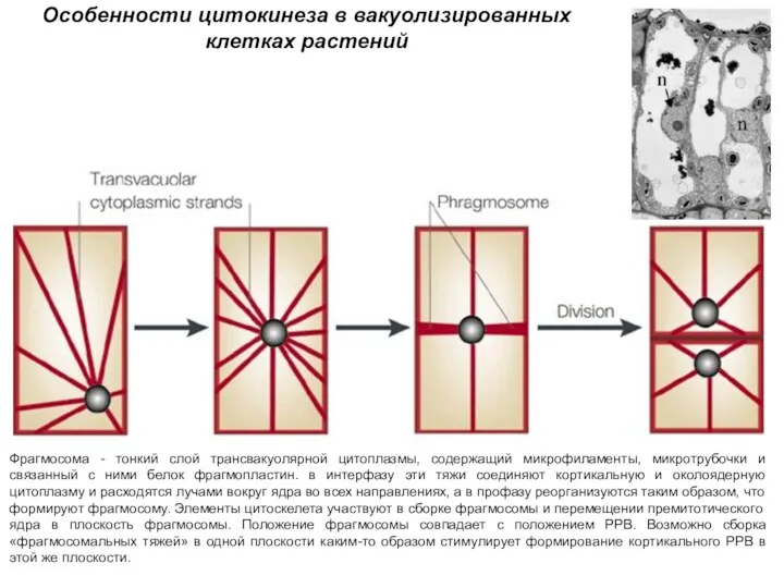 Nature Reviews Molecular Cell Biology 2; 33-39 (2001); Laurie G.