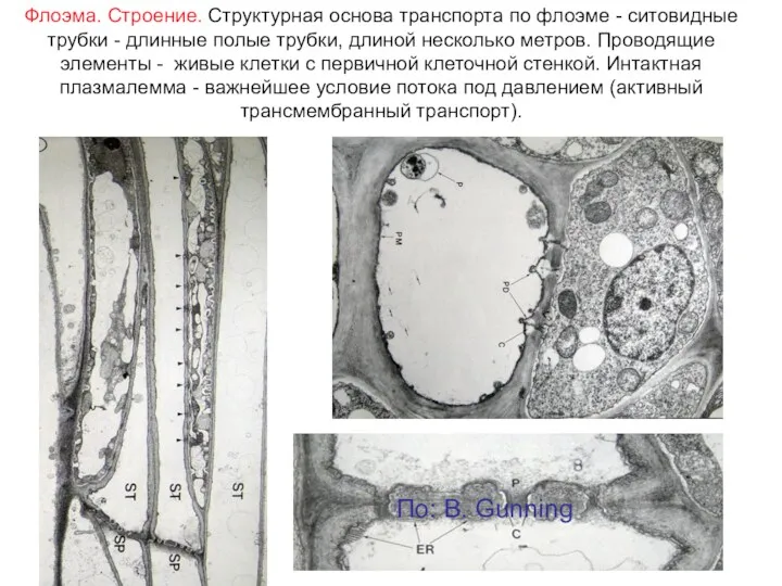 Флоэма. Строение. Структурная основа транспорта по флоэме - ситовидные трубки