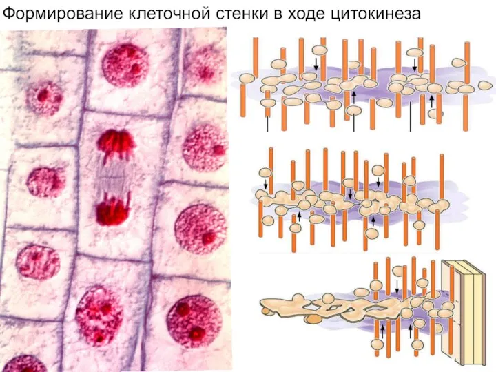 Формирование клеточной стенки в ходе цитокинеза