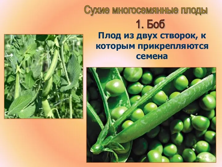 Бочкова И.А. Сухие многосемянные плоды 1. Боб Плод из двух створок, к которым прикрепляются семена