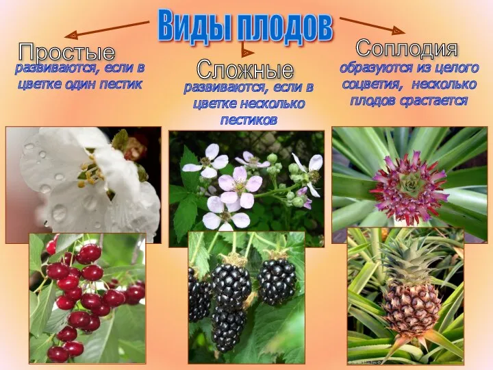 Бочкова И.А. Виды плодов Простые Сложные Соплодия развиваются, если в цветке один пестик