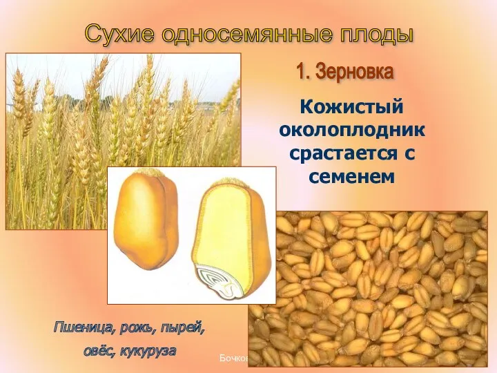 Бочкова И.А. Кожистый околоплодник срастается с семенем Сухие односемянные плоды 1. Зерновка Пшеница,