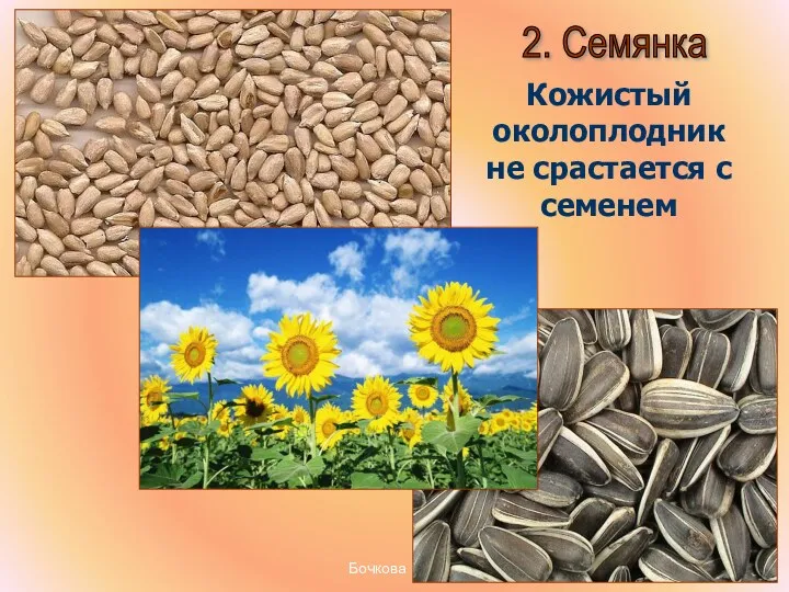 Бочкова И.А. 2. Семянка Кожистый околоплодник не срастается с семенем