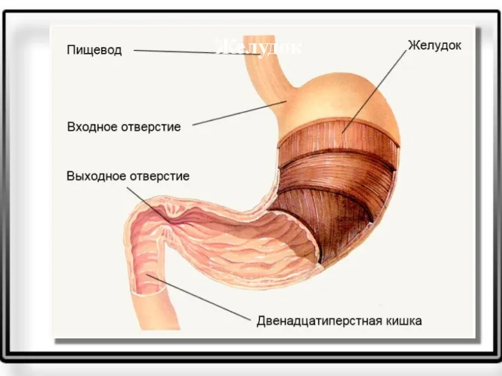 Желудок