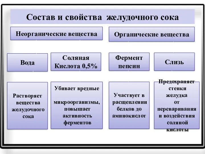 Состав и свойства желудочного сока Неорганические вещества Органические вещества Вода