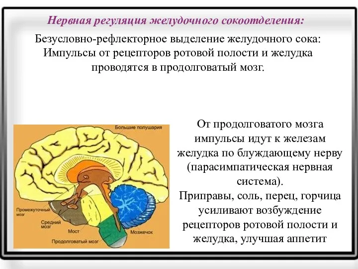 От продолговатого мозга импульсы идут к железам желудка по блуждающему