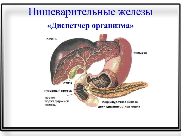 Пищеварительные железы «Диспетчер организма»