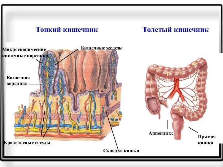 Тонкий кишечник Толстый кишечник Аппендикс Прямая кишка