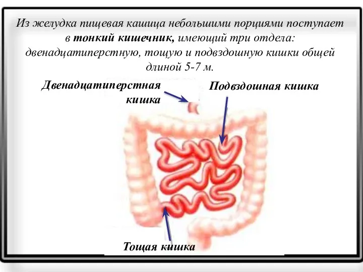 Из желудка пищевая кашица небольшими порциями поступает в тонкий кишечник,