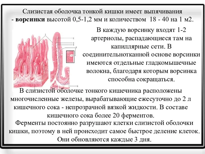 Слизистая оболочка тонкой кишки имеет выпячивания - ворсинки высотой 0,5-1,2