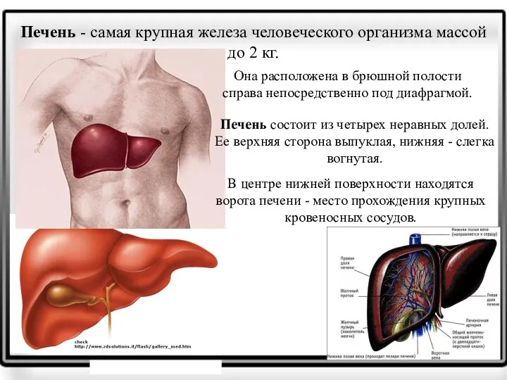 Печень - самая крупная железа человеческого организма массой до 2