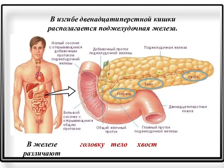 В изгибе двенадцатиперстной кишки располагается поджелудочная железа. В железе различают хвост тело головку