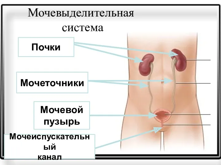 Мочевыделительная система Почки Мочеточники Мочевой пузырь Мочеиспускательный канал