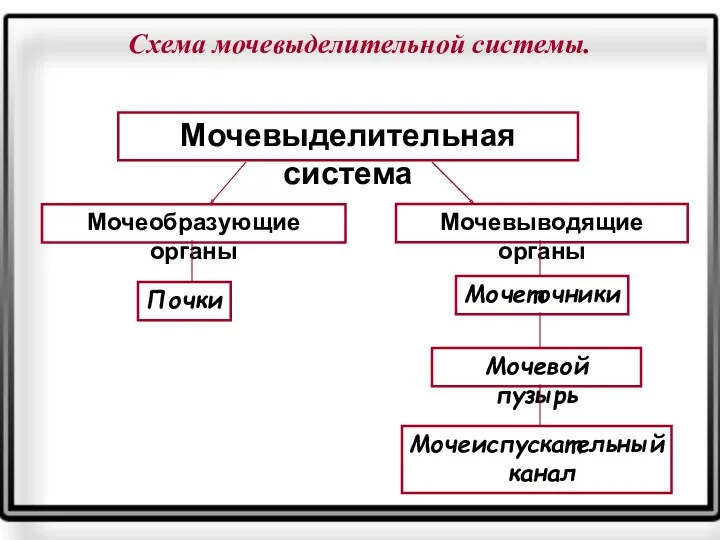 Схема мочевыделительной системы. Мочевыделительная система Мочеобразующие органы Мочевыводящие органы Почки Мочеточники Мочевой пузырь Мочеиспускательный канал