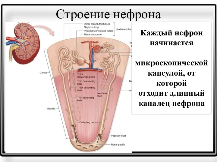 Строение нефрона Каждый нефрон начинается микроскопической капсулой, от которой отходит длинный каналец нефрона