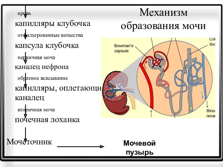 Механизм образования мочи кровь капилляры клубочка отфильтрованные вещества капсула клубочка