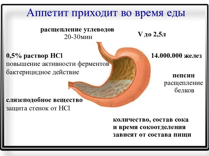 Аппетит приходит во время еды V до 2,5л 14.000.000 желез