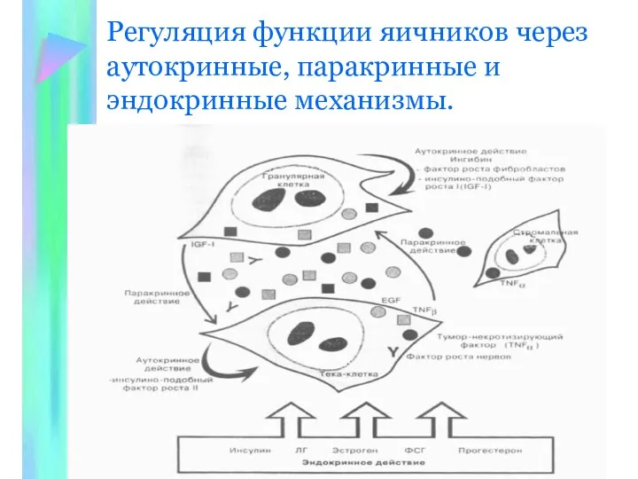 Регуляция функции яичников через аутокринные, паракринные и эндокринные механизмы.