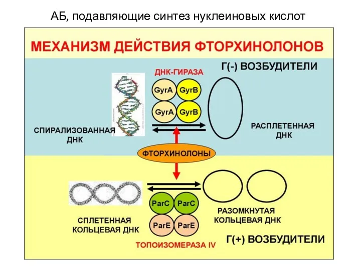 АБ, подавляющие синтез нуклеиновых кислот