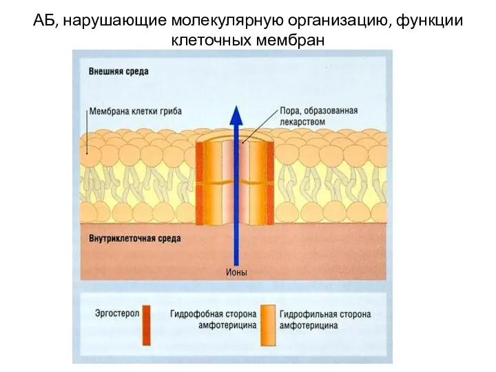 АБ, нарушающие молекулярную организацию, функции клеточных мембран