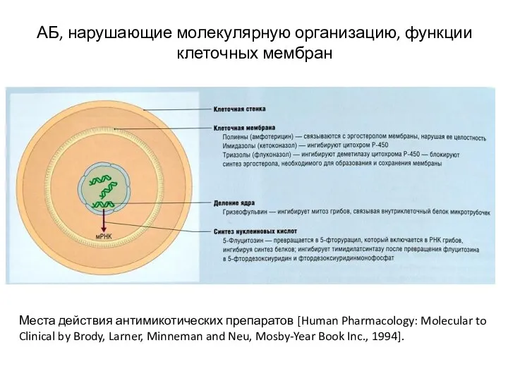 АБ, нарушающие молекулярную организацию, функции клеточных мембран Места действия антимикотических